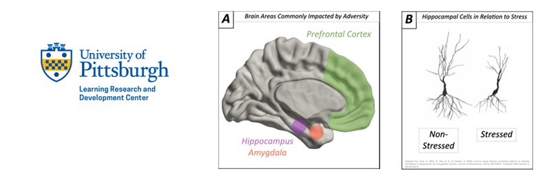 Image of brain areas impacted by adversity and Hippocampal cells in relation to stress